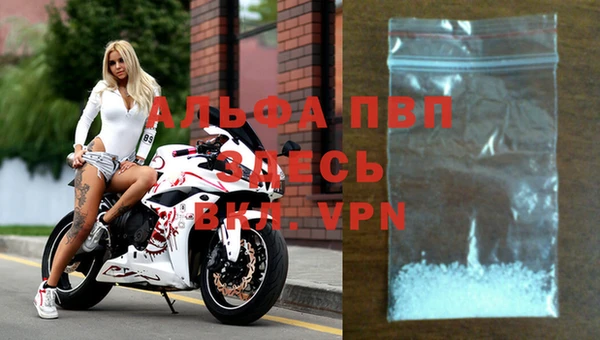 прущие грибы Медвежьегорск
